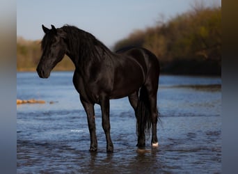 Friesian horses Mix, Gelding, 8 years, 16,3 hh, Black