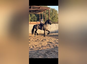 Friesian horses Mix, Gelding, 8 years, 16,3 hh, Black