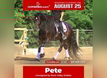Friesian horses, Gelding, 8 years, 16,3 hh, Black