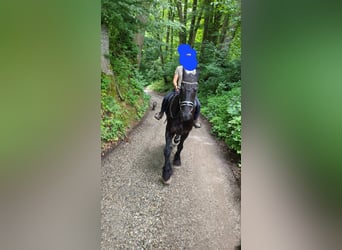 Friesian horses, Gelding, 8 years, 17,2 hh, Black