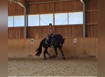 Friesian horses, Gelding, 8 years, 17,2 hh, Black