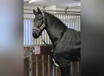 Friesian horses, Gelding, 8 years, 17,2 hh, Black