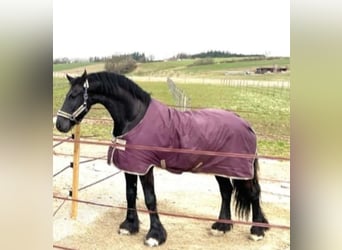 Friesian horses, Gelding, 8 years, 17,2 hh, Black