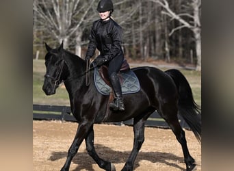 Friesian horses, Gelding, 8 years, 17 hh, Black