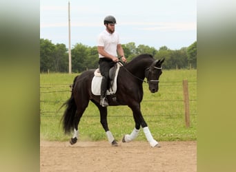Friesian horses Mix, Gelding, 8 years, Black