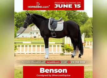 Friesian horses Mix, Gelding, 8 years, Black