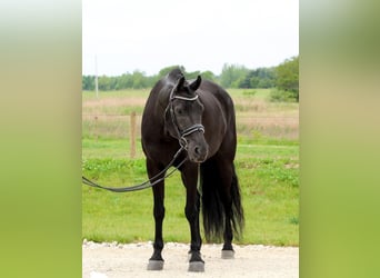 Friesian horses Mix, Gelding, 8 years, Black