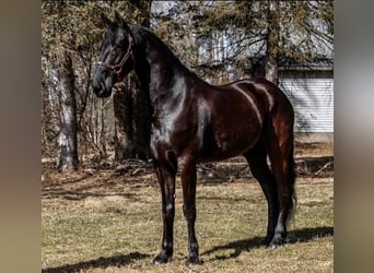 Friesian horses, Gelding, 8 years, Black