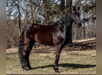 Friesian horses, Gelding, 8 years, Black