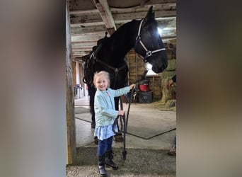 Friesian horses, Gelding, 8 years, Black