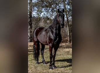 Friesian horses, Gelding, 8 years, Black