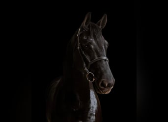 Friesian horses, Gelding, 8 years, Black