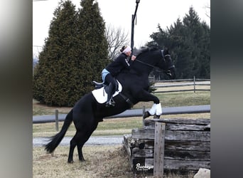 Friesian horses, Gelding, 8 years, Black