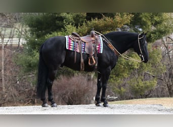 Friesian horses, Gelding, 8 years, Black