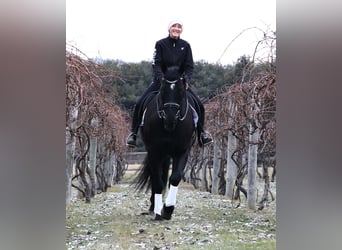 Friesian horses, Gelding, 8 years, Black