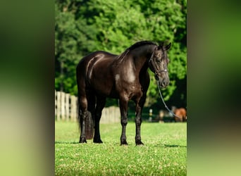 Friesian horses Mix, Gelding, 8 years, Black