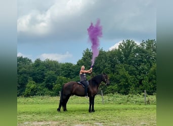 Friesian horses Mix, Gelding, 8 years, Black
