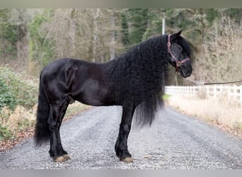 Friesian horses, Gelding, 8 years, Black