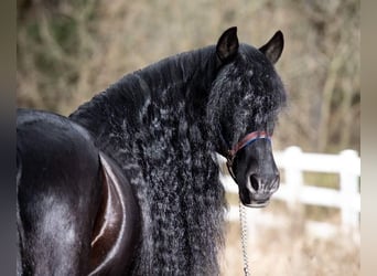 Friesian horses, Gelding, 8 years, Black