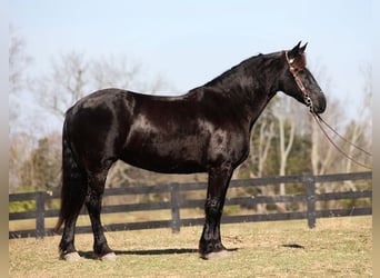Friesian horses, Gelding, 8 years, Black