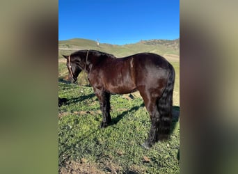 Friesian horses, Gelding, 9 years, 14 hh, Black