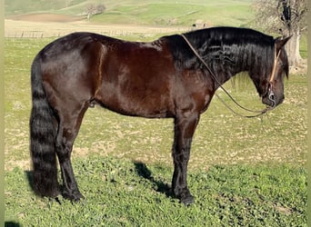 Friesian horses, Gelding, 9 years, 14 hh, Black