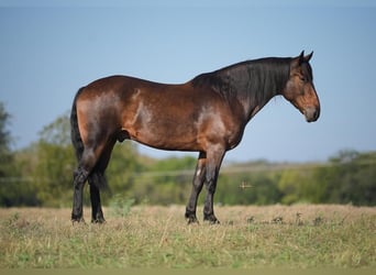 Friesian horses Mix, Gelding, 9 years, 15.2 hh, Bay