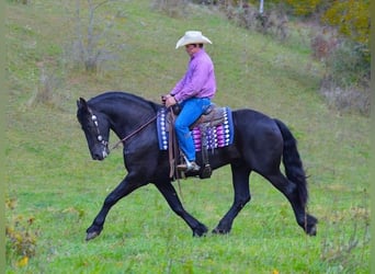 Friesian horses, Gelding, 9 years, 15,2 hh, Black