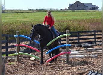 Friesian horses, Gelding, 9 years, 15,2 hh, Black