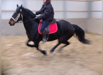 Friesian horses Mix, Gelding, 9 years, 15.2 hh, Smoky-Black