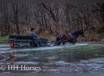 Friesian horses, Gelding, 9 years, 15,3 hh, Bay