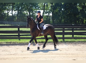 Friesian horses, Gelding, 9 years, 16.1 hh, Black