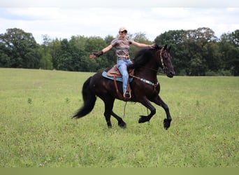 Friesian horses, Gelding, 9 years, 16.1 hh, Black