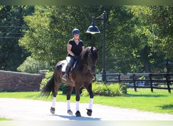 Friesian horses, Gelding, 9 years, 16.1 hh, Black