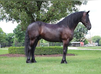 Friesian horses, Gelding, 9 years, 16.1 hh, Black