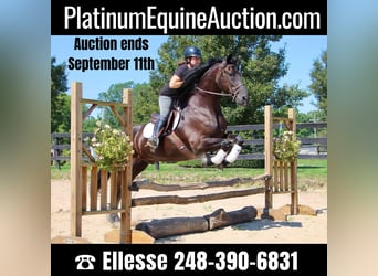Friesian horses, Gelding, 9 years, 16.1 hh, Black