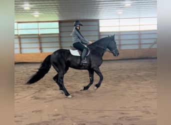 Friesian horses, Gelding, 9 years, 16,1 hh, Brown