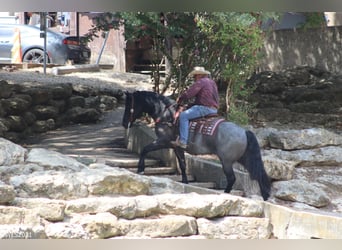 Friesian horses, Gelding, 9 years, 16,1 hh, Roan-Blue