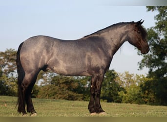 Friesian horses, Gelding, 9 years, 16,1 hh, Roan-Blue