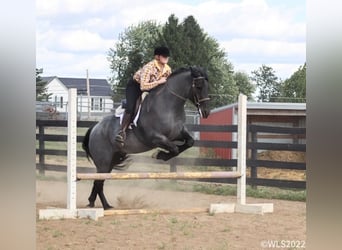 Friesian horses, Gelding, 9 years, 16,1 hh, Roan-Blue