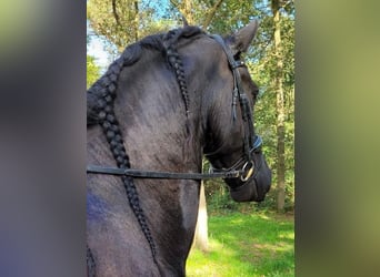 Friesian horses, Gelding, 9 years, 16,2 hh, Black