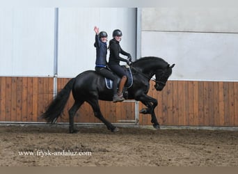 Friesian horses, Gelding, 9 years, 16.2 hh, Black