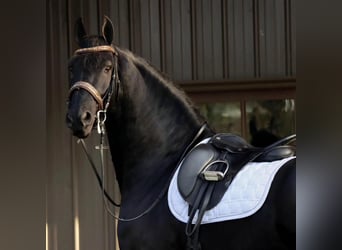 Friesian horses, Gelding, 9 years, 16.3 hh, Black