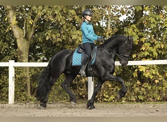 Friesian horses, Gelding, 9 years, 16 hh, Black