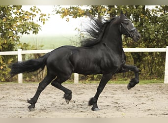 Friesian horses, Gelding, 9 years, 16 hh, Black