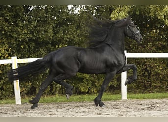 Friesian horses, Gelding, 9 years, 16 hh, Black