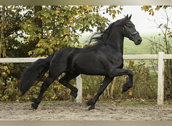 Friesian horses, Gelding, 9 years, 16 hh, Black