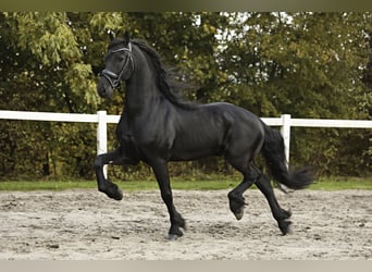 Friesian horses, Gelding, 9 years, 16 hh, Black