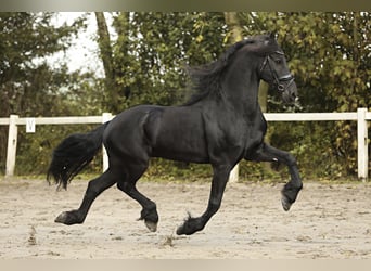 Friesian horses, Gelding, 9 years, 16 hh, Black