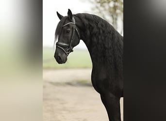 Friesian horses, Gelding, 9 years, 16 hh, Black